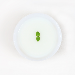 A07. 양배추보미